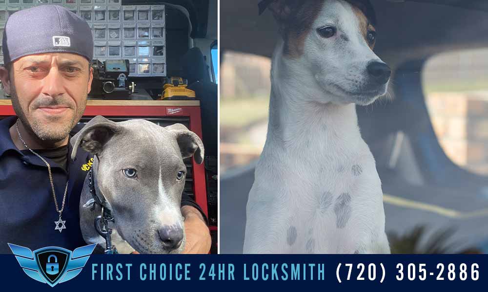 pet locked in car